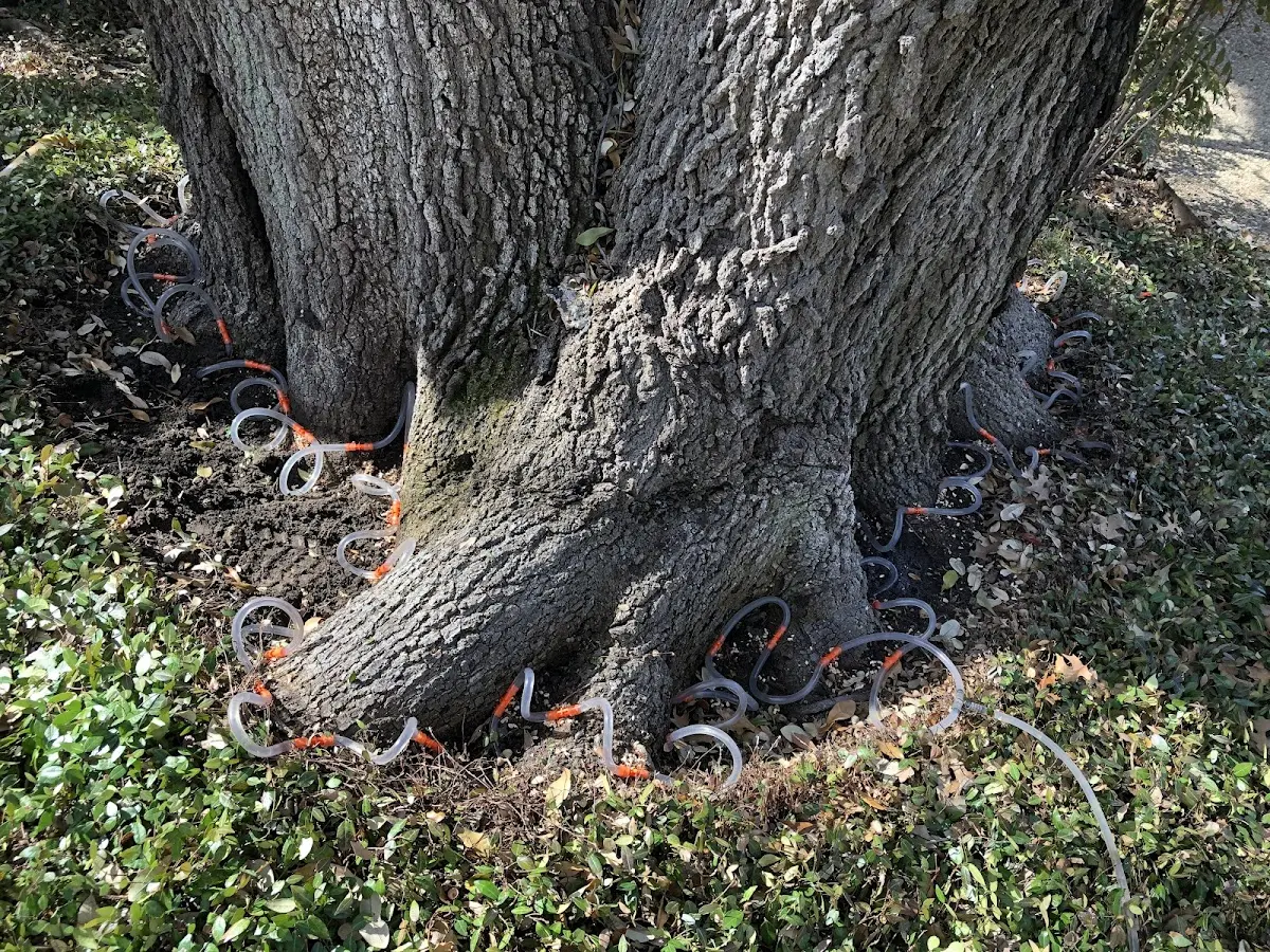 Detailed Tree Cabling and Bracing job site in Cameron Mills