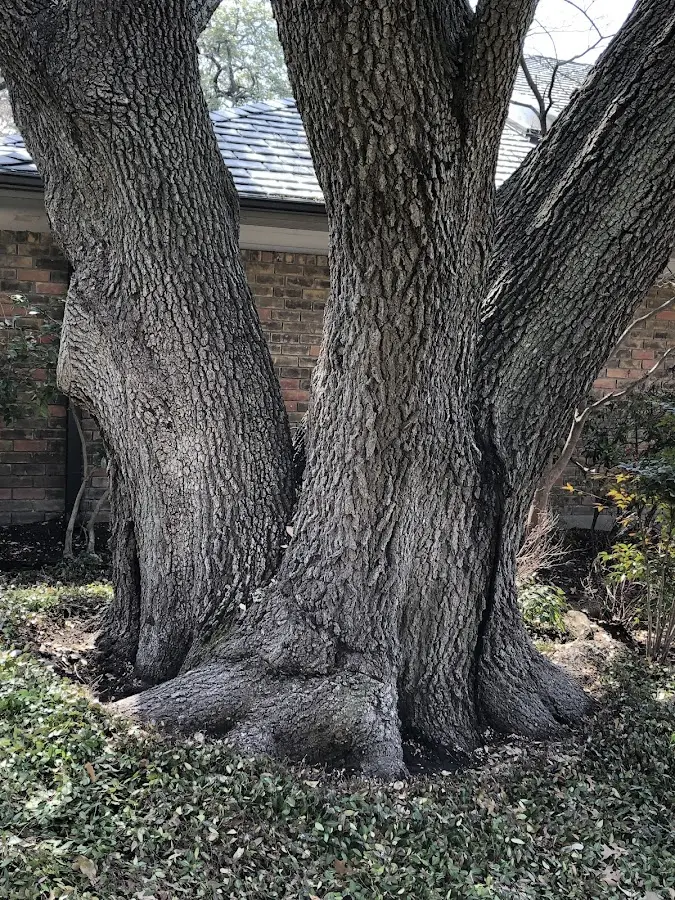 Mature heritage tree close to a Cameron Mills property cared for by certified arborists