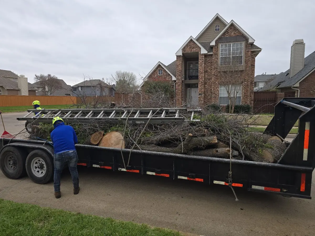 Expert Tree Removal with proper safety equipment in Cameron Mills